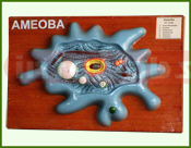 Ameoba Fiber Model